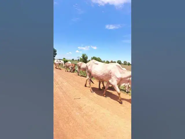 Video thumbnail for White Cows & Gray Cows Eating Grass #cow