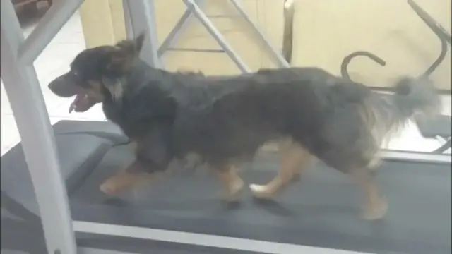 Video thumbnail for Mini pastor alemão e 2 shitzus indo na academia