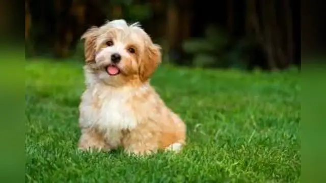 Video thumbnail for Havanese