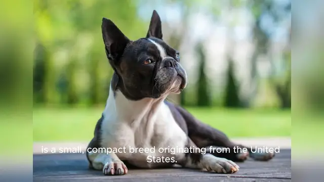 Video thumbnail for The Boston Terrier,