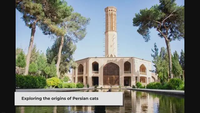 'Video thumbnail for The Origin of Persian Cats: Tracing Their Roots to Iran'