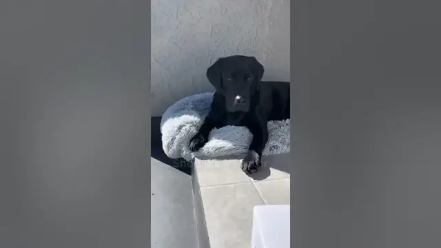 Video thumbnail for 💦 Anti Splash Pet Dog Bowl 🐾 || Link is in Description || #pets #usa #shopping #shorts