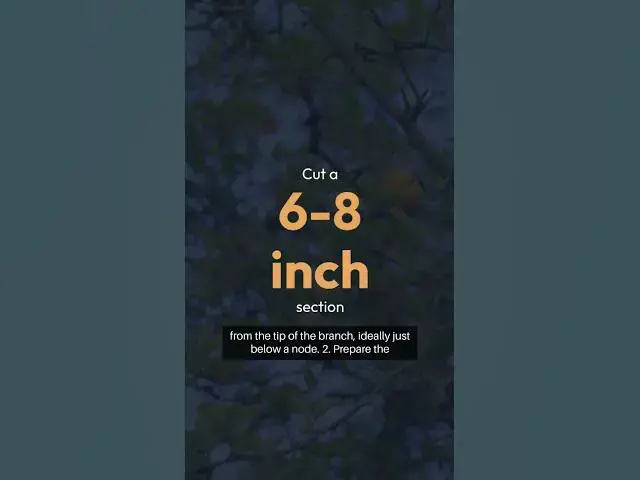 Video thumbnail for Lemon Tree Propagation Guide 1 #beginnergardeners #gardening #greenthumb #redditstories #garden