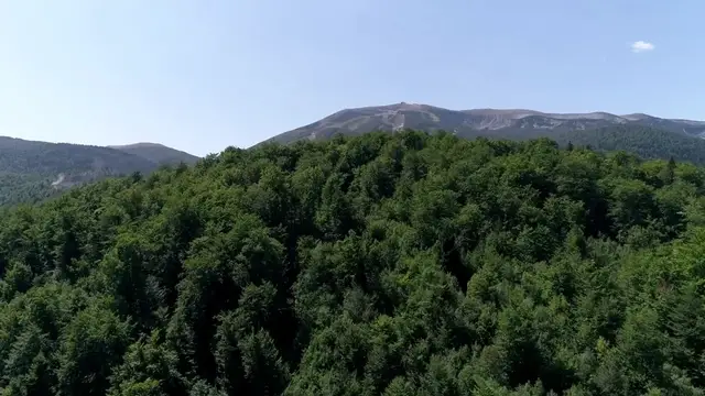 Video thumbnail for  Ravens: The Winged Wonders