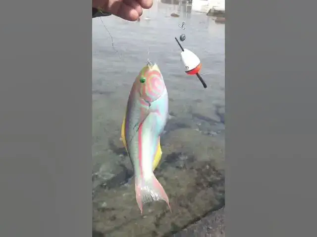 'Video thumbnail for fishing...'