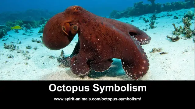 Video thumbnail for Octopus Symbolism