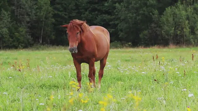 Video thumbnail for Daily Themed Mini Crossword September 9 2024