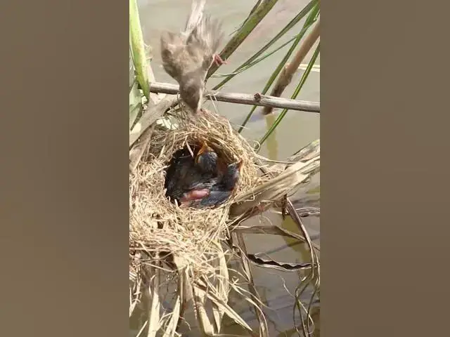 Video thumbnail for All Rice Bird Sparrow