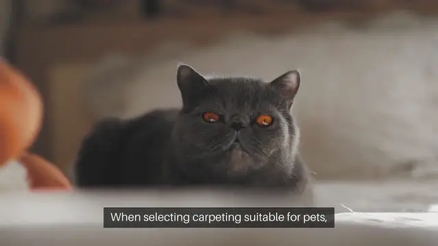 'Video thumbnail for Pet-Friendly Carpeting Options'