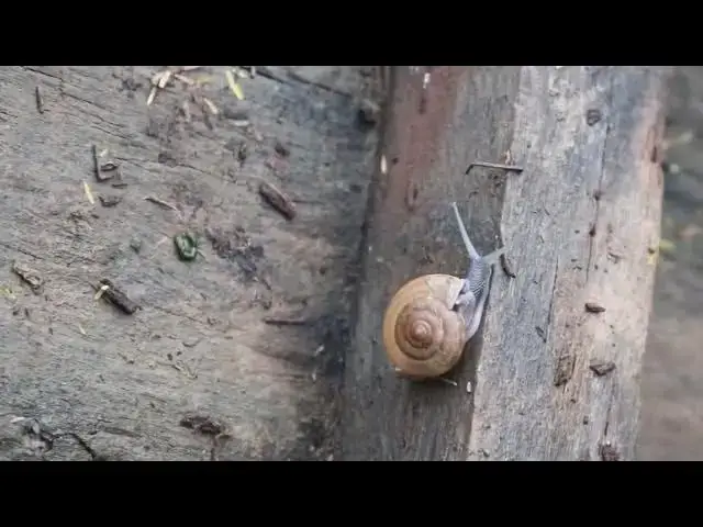 'Video thumbnail for Snail warking faster after rian'