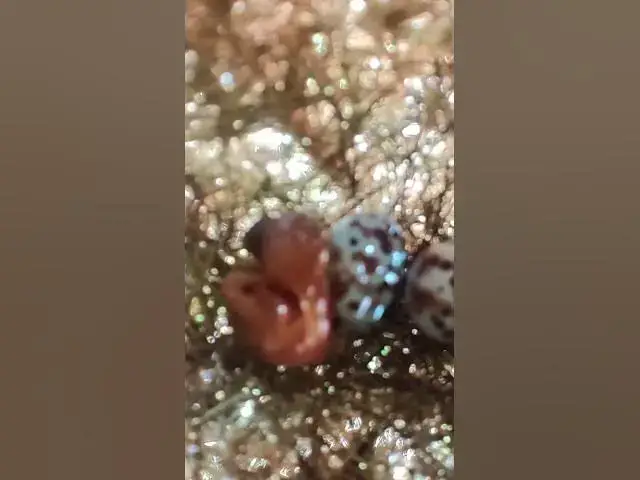 Video thumbnail for Baby baby Golden Bird  growth  #birdslover #nature #wildlife #birdsounds #babybird #birds #biology