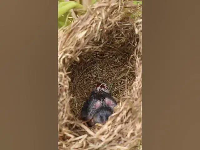 Video thumbnail for Babies Cries Feed in Nest  EP#0105 #nestegg #egglaying #satisfying #nestling  #birds #baby  #nature