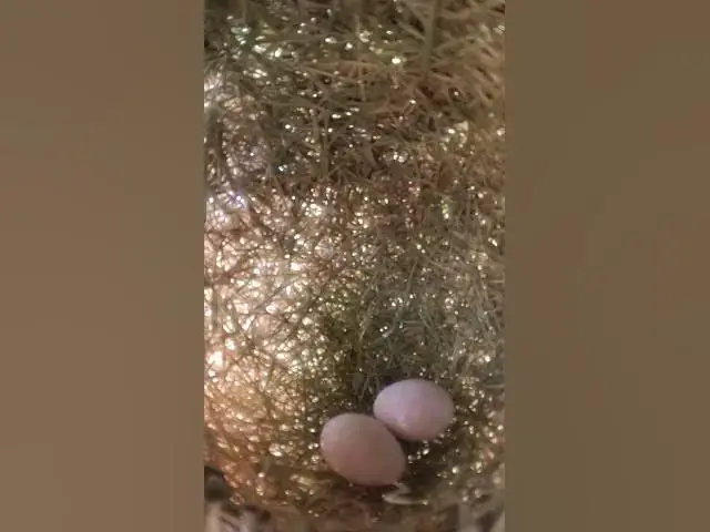 Video thumbnail for New Egg Golden Bird #Species #Eggshells #Feathered #Nests #Egg-laying #Hatching #birds #catchbird