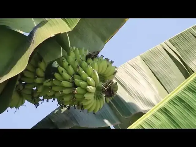 Video thumbnail for The nest of wild dove bird under fruit banana