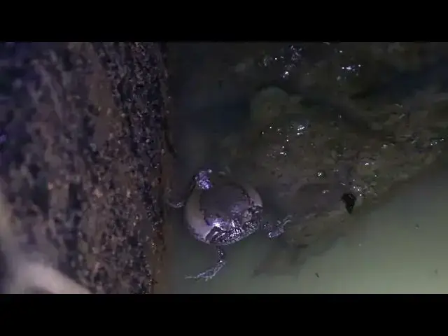 'Video thumbnail for Frog cry eat or call other frog at night after rain'