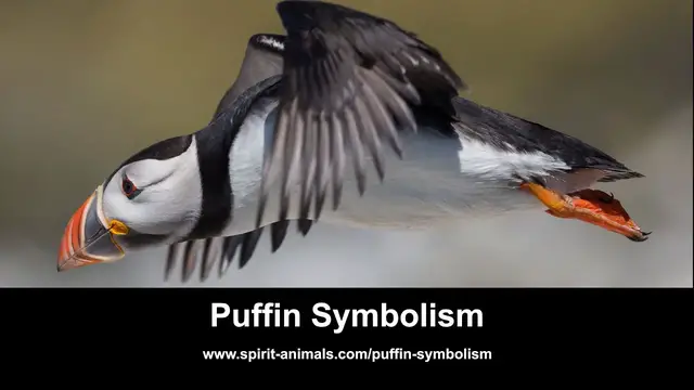 Video thumbnail for Puffin Symbolism