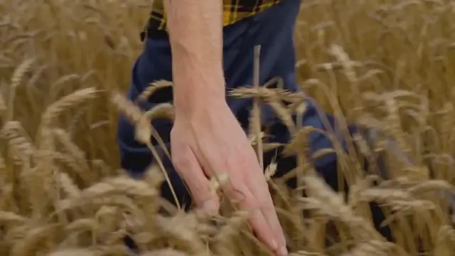 Video thumbnail for Exploring the World of Ancient Grains