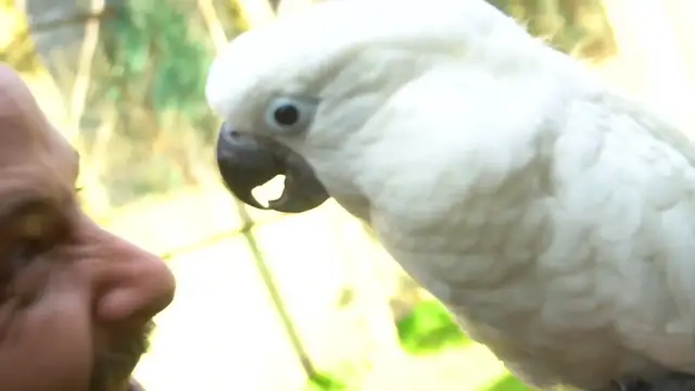 'Video thumbnail for COMO É TER UMA CACATUA ALBA EM CASA?!'
