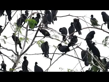 'Video thumbnail for Black all wild bird area live here'