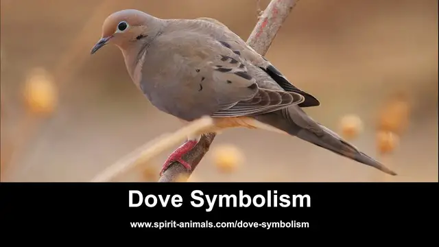 'Video thumbnail for Dove Symbolism'