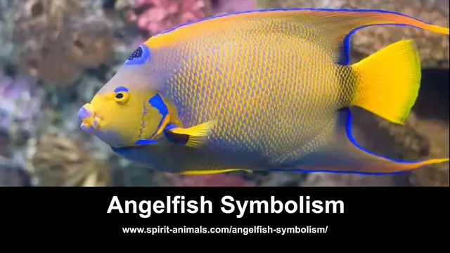 'Video thumbnail for Saltwater Angelfish Symbolism'