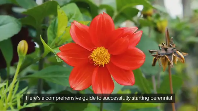 Video thumbnail for Perennial Seed Starting Guide