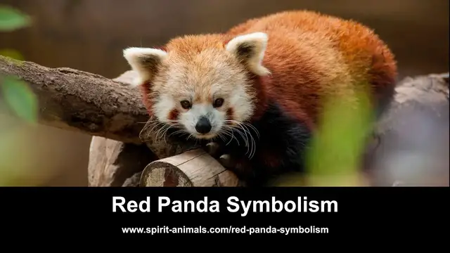 'Video thumbnail for Red Panda Symbolism'