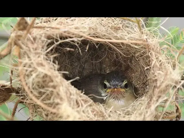 'Video thumbnail for In nest neat lake, Babie gaint wild bird to try flies'