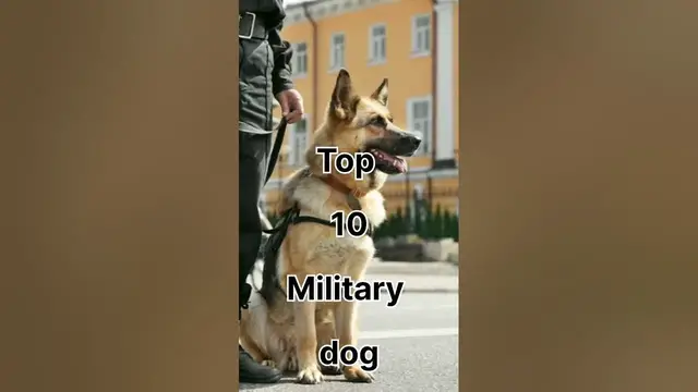 Video thumbnail for Top 10 Military dog #viral #shorts #dogs #military