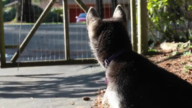 Video thumbnail for How to Socialize Your German Shepherd