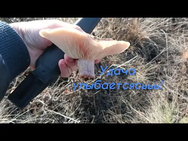 Video thumbnail for Грибники с результатом