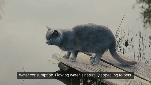 Video thumbnail for Pet Water Fountain Benefits