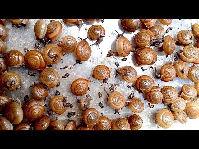 Video thumbnail for 🐌 Snail eat papaya with other 🐌 | red vegetable at night 🐌