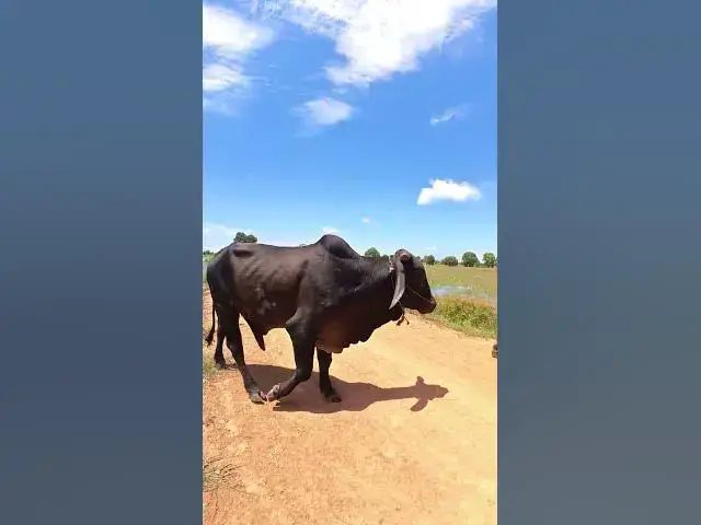 Video thumbnail for Black Male Cows #cow