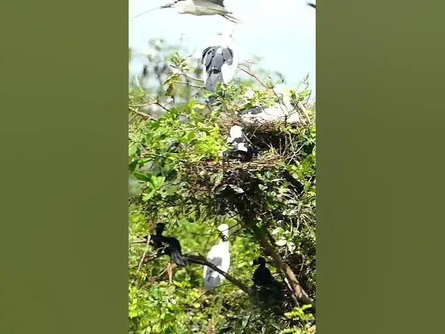 Video thumbnail for Asean Bird Life