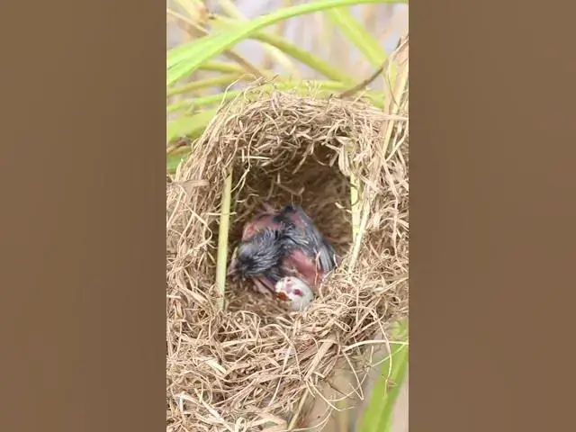 Video thumbnail for Babies Grown Bird Sparrow EP#050 #birds #avian #babyanimal #wildbirdlife #babybird #avianlife  #bird