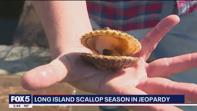 'Video thumbnail for Long Island scallop season in jeopardy'
