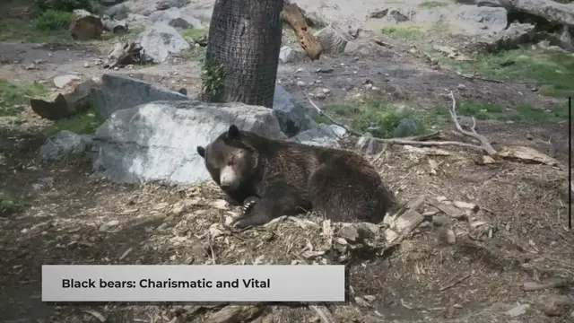 Video thumbnail for Black Bear Food Chain: An Informative Overview