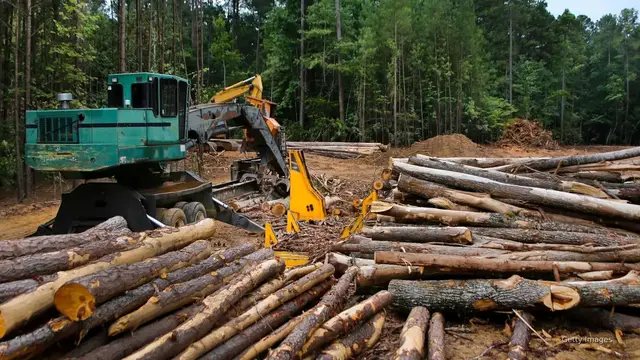'Video thumbnail for US timber production set to expand following Trump executive order'