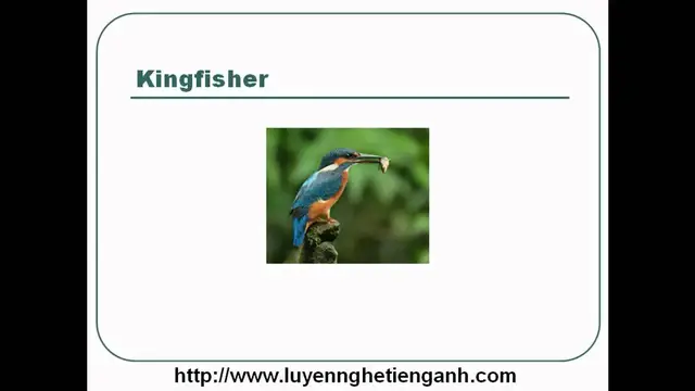 Video thumbnail for Learn English Vocabulary Through Pictures - Topic - Animals Lesson 02