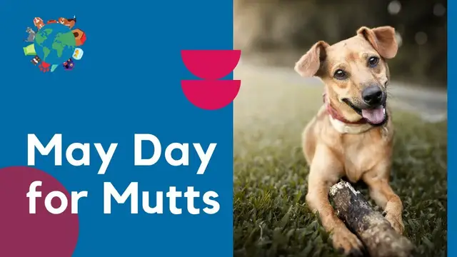 'Video thumbnail for All About May Day For Mutts - Celebrating Mixed Breed Dogs'