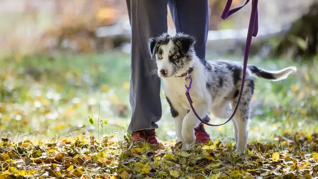 Video thumbnail for Border collie blue merle – najbardziej pożądane umaszczenie border collie