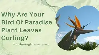 Video thumbnail for Why Are Your Bird Of Paradise Plant Leaves Curling?