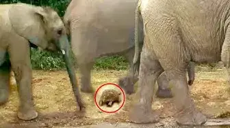 Video thumbnail for World's Luckiest Tortoise Survives Elephant Stampede!