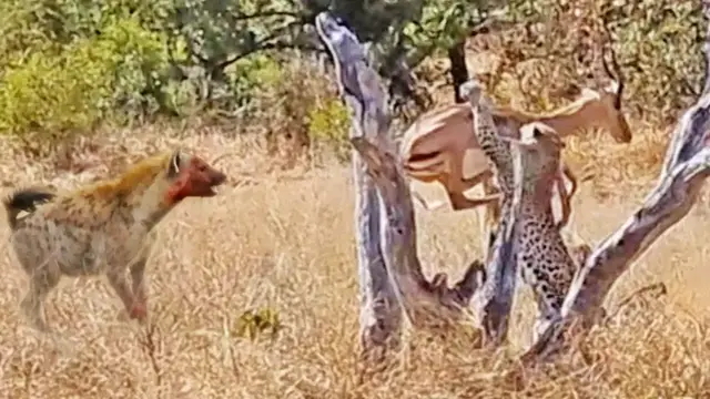 Video thumbnail for Leopard Catches Impala, Loses it to Hyena, then Fights Back!
