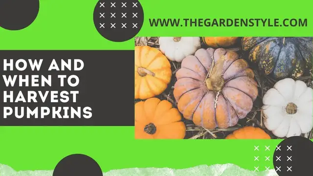 Video thumbnail for How and When to Harvest Pumpkins 🎃