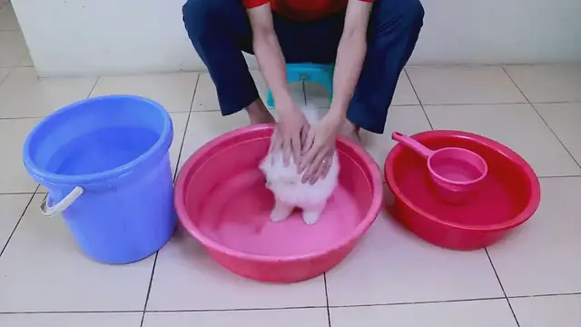 'Video thumbnail for Puppy Bath Video'