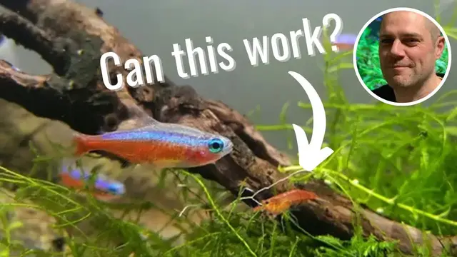'Video thumbnail for Can Red Cherry Shrimp Live In a Community Aquarium?'