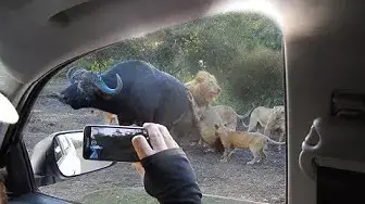 Video thumbnail for Lions Hunt Buffalo Next to Vehicle