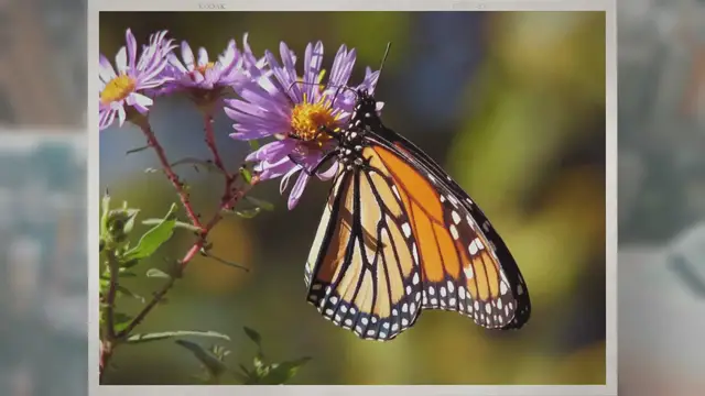Video thumbnail for Are Butterflies Poisonous?